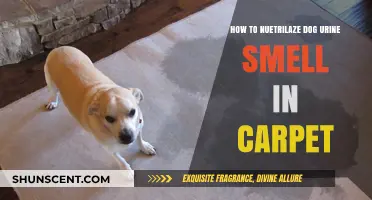 Effective Ways to Neutralize Dog Urine Smell in Carpets