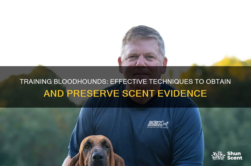how to obtain a scent for a bloodhound k9