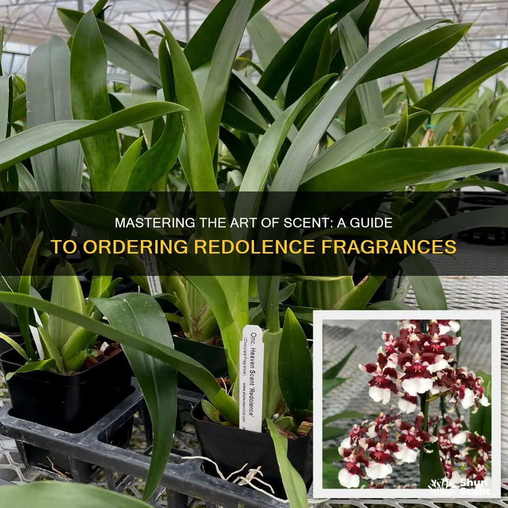 how to order redolessence fragrances