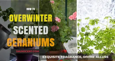 Overwintering Scented Geraniums: Essential Tips for Healthy, Fragrant Plants