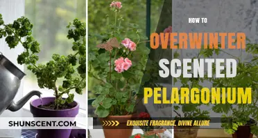 Overwintering Scented Pelargoniums: Essential Tips for Healthy Survival