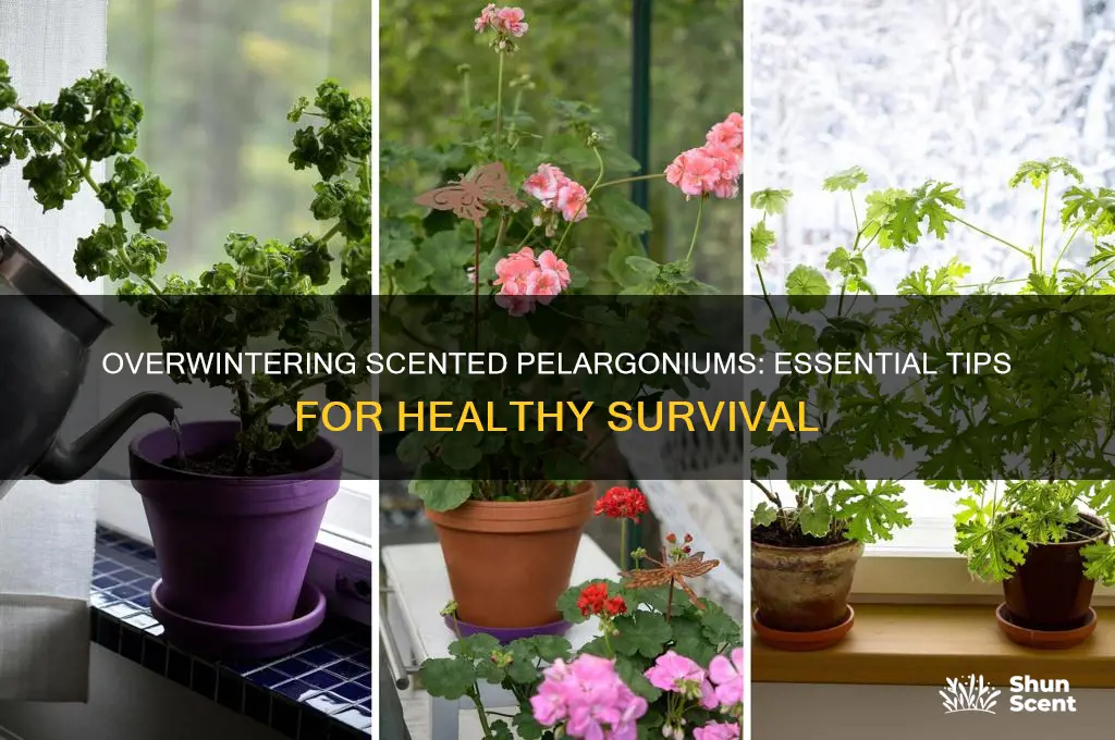 how to overwinter scented pelargoniums
