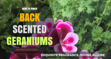 Pruning Scented Geraniums: Master the Art of Pinching Back for Lush Growth