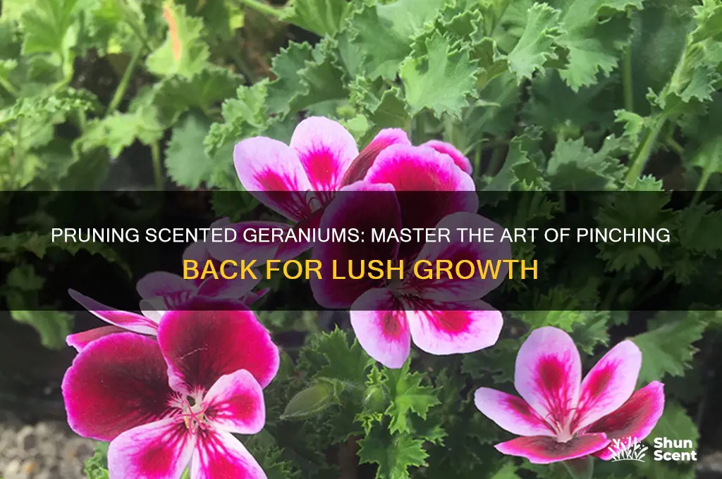 how to pinch back scented geraniums