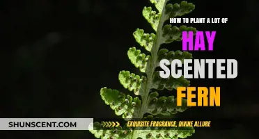 Planting Hay Scented Ferns: Tips for a Lush, Fragrant Garden