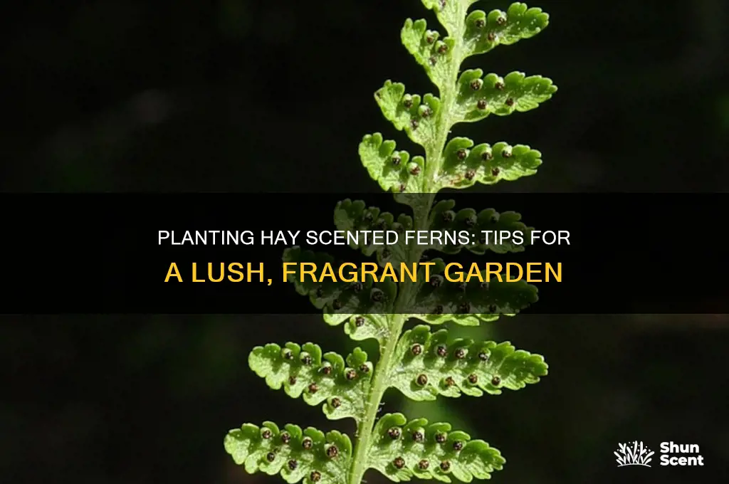 how to plant a lot of hay scented fern