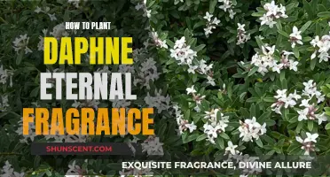 Planting Daphne for Fragrant Everlasting Beauty