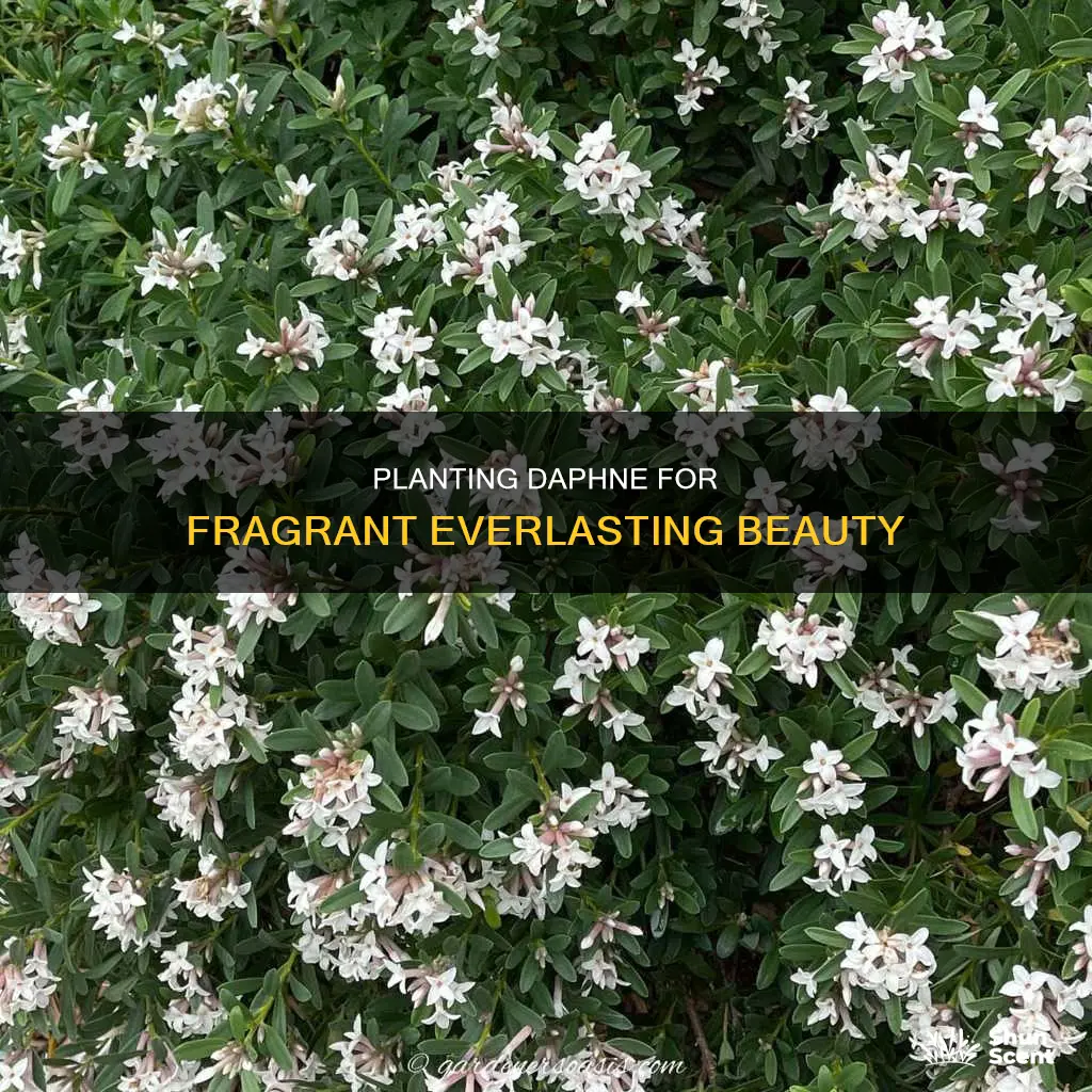 how to plant daphne eternal fragrance