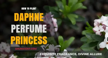 Planting Daphne Perfume Princess: A Step-by-Step Guide