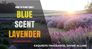 Planting Early Blue Scent Lavender: A Step-by-Step Guide for Beginners