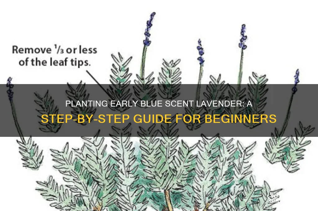how to plant early blue scent lavender