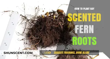 Planting Hay Scented Fern Roots: A Step-by-Step Propagation Guide