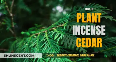 Planting Incense Cedar: A Step-by-Step Guide