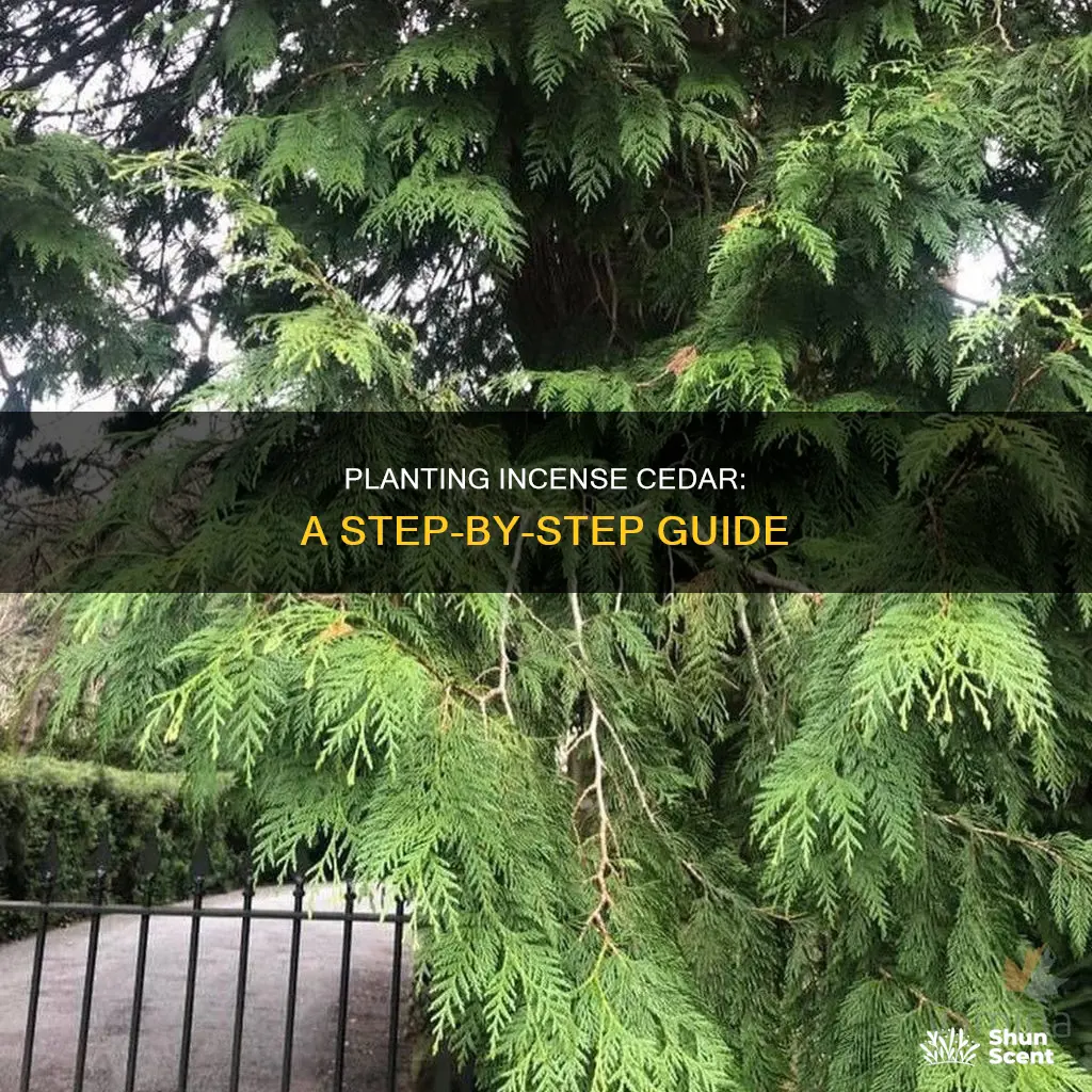 how to plant incense cedar