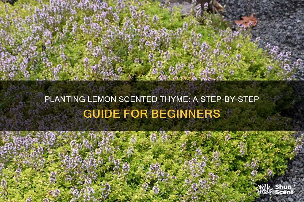 how to plant lemon scented thyme