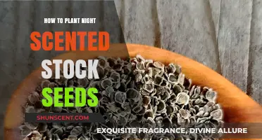 Planting Night Scented Stock Seeds: A Beginner's Guide to Fragrant Blooms