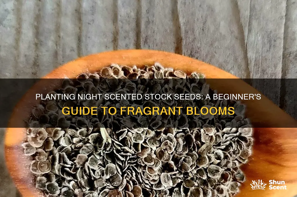 how to plant night scented stock seeds