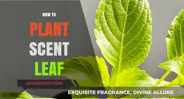 Planting Scent Leaf: A Simple Guide to Growing This Aromatic Herb