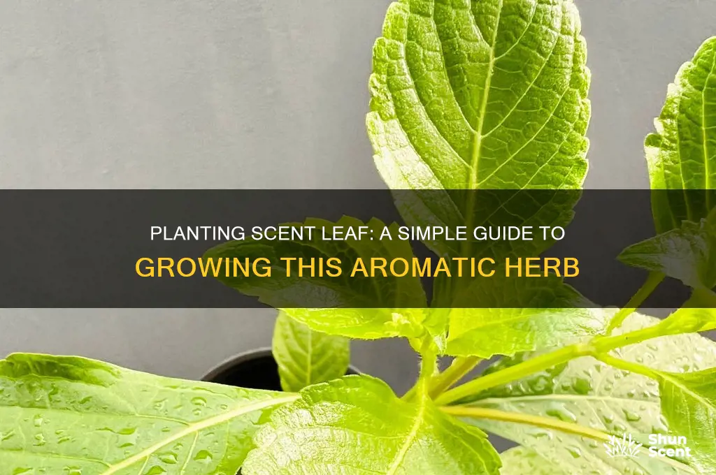how to plant scent leaf