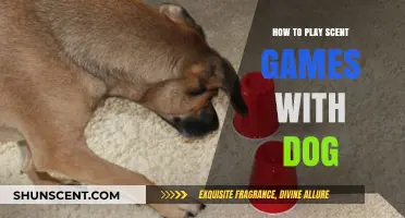 Engage Your Dog's Nose: Fun Scent Games to Play at Home