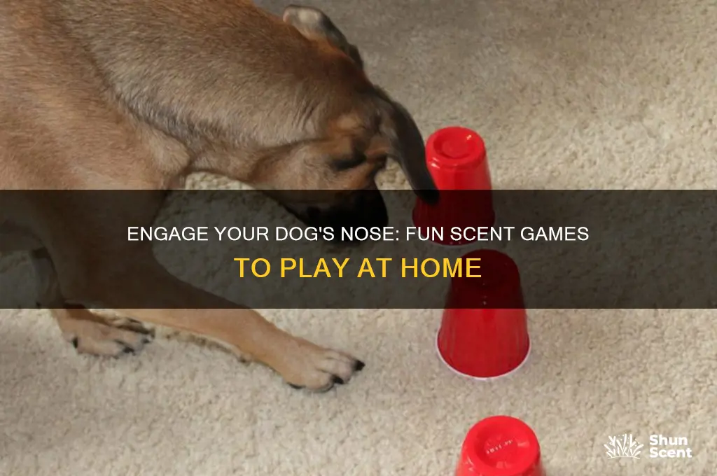 how to play scent games with dog