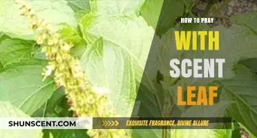 Enhance Your Prayers: Using Scent Leaf for Spiritual Connection and Peace