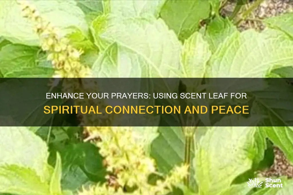 how to pray with scent leaf