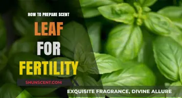 Boosting Fertility Naturally: Preparing Scent Leaf for Optimal Results