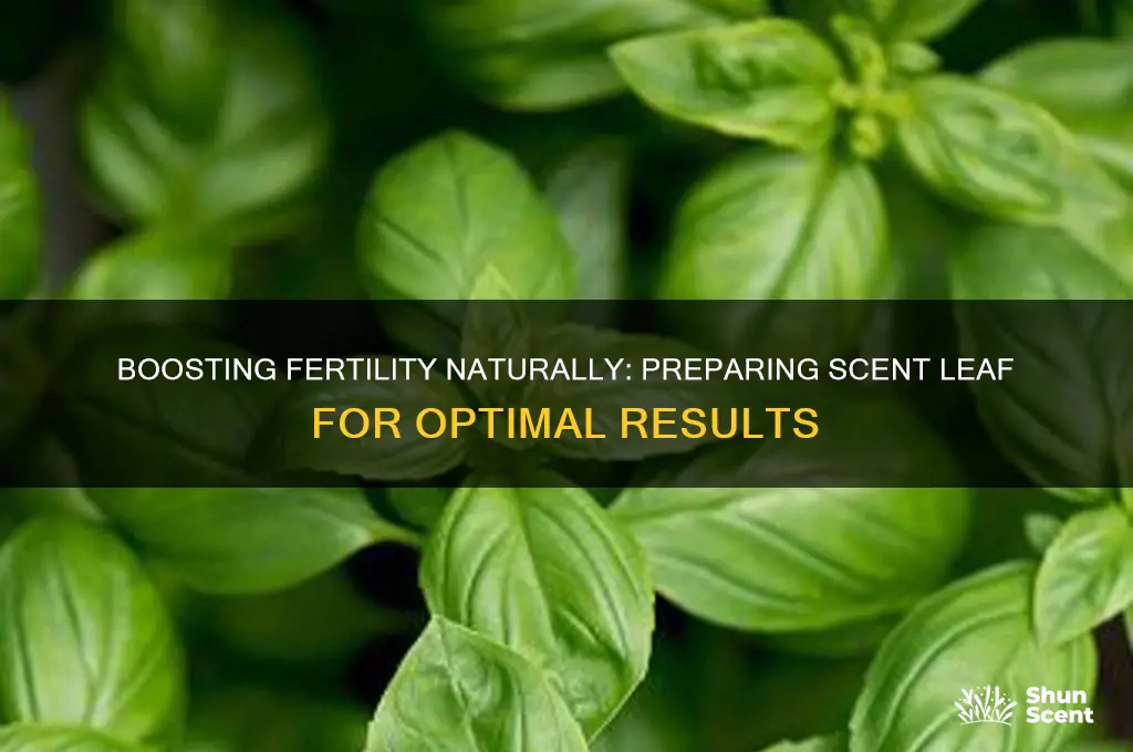 how to prepare scent leaf for fertility
