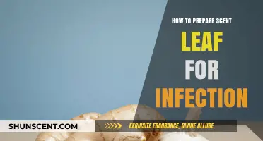 Effective Scent Leaf Preparation Methods to Combat Infections Naturally