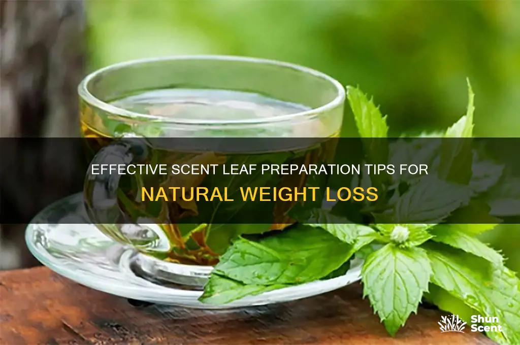 how to prepare scent leaf for weight loss