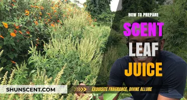 Refreshing Scent Leaf Juice Recipe: Simple Steps for a Healthy Drink