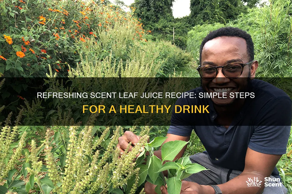 how to prepare scent leaf juice