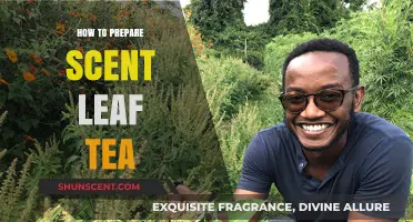 Brewing Scent Leaf Tea: Simple Steps for a Refreshing Herbal Infusion
