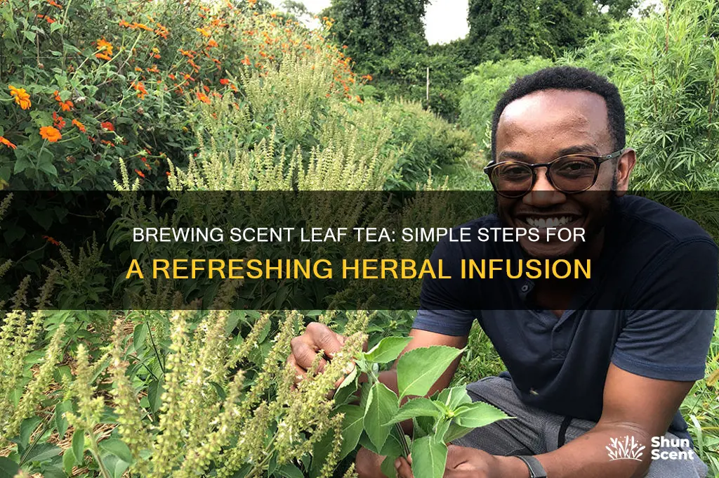 how to prepare scent leaf tea