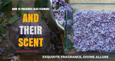 Preserving Lilac Flowers and Their Scent: Simple Tips and Tricks