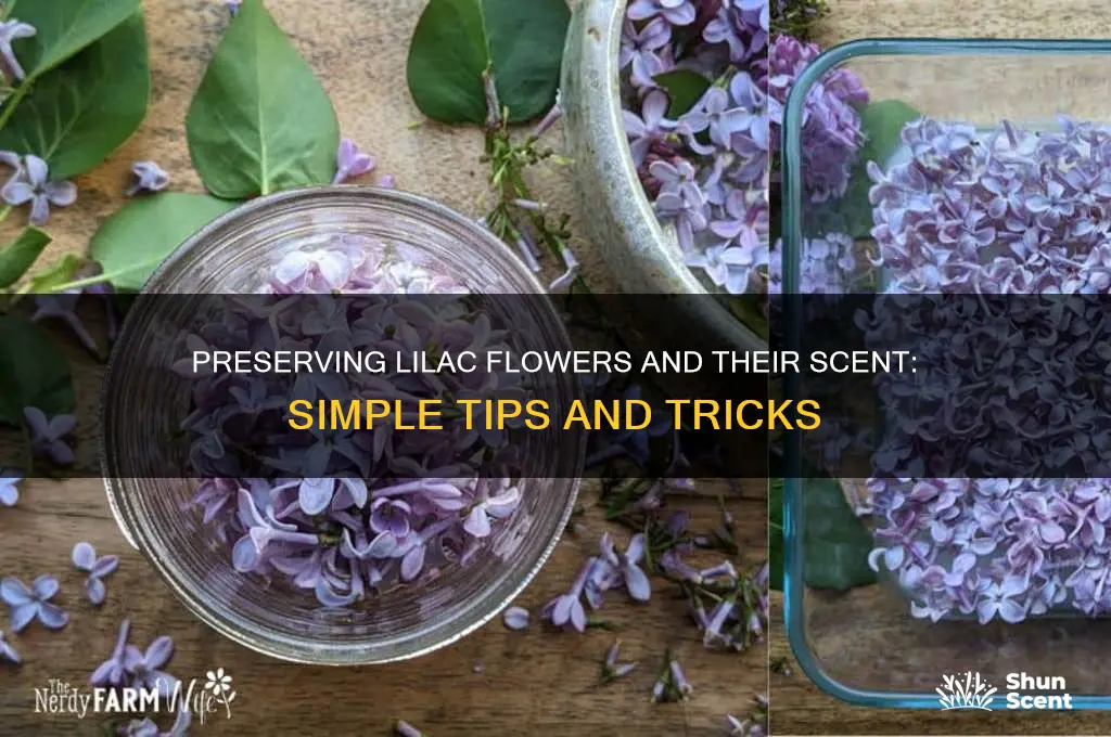 how to preserve lilac flowers and their scent