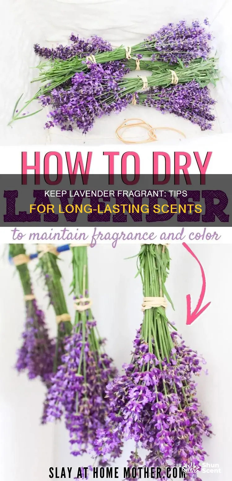 how to preserve the fragrance of lavender bunches