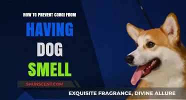 Fresh and Clean: Tips to Keep Your Corgi Smelling Great