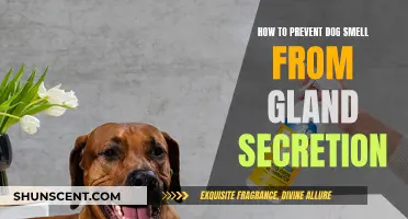 Natural Remedies to Control Dog Odor from Gland Secretions