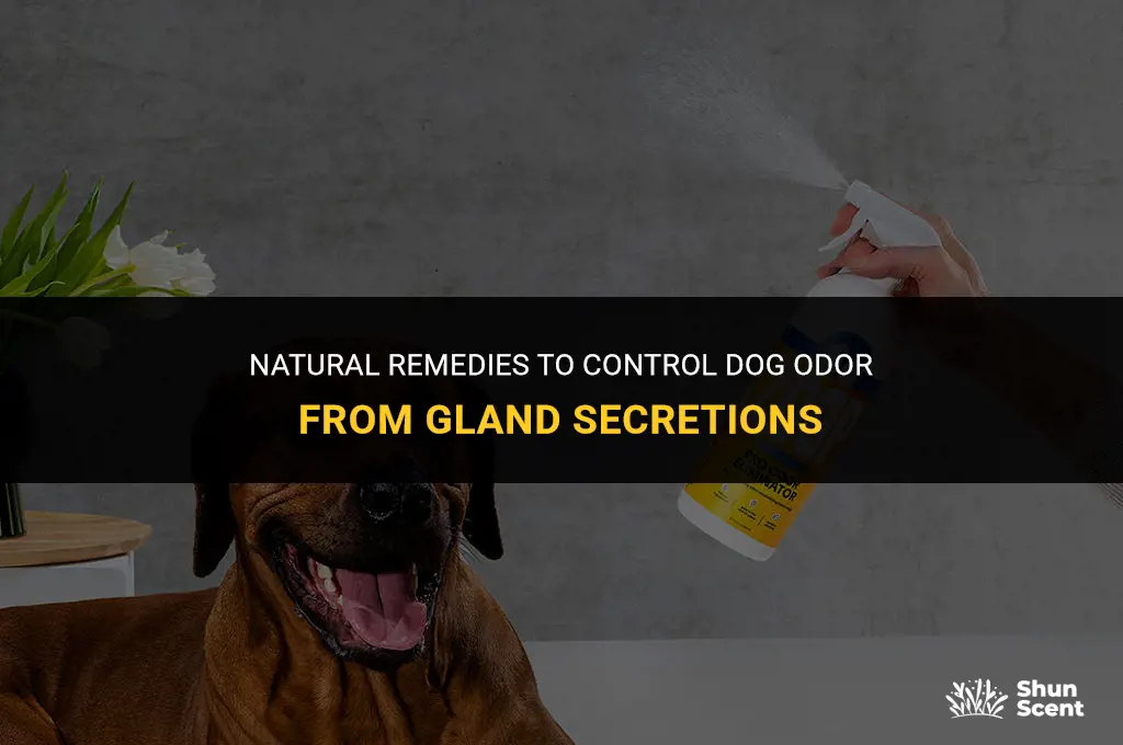 how to prevent dog smell from gland secretion