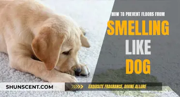 Banish Pet Odors: Tips for Fresh-Smelling Floors