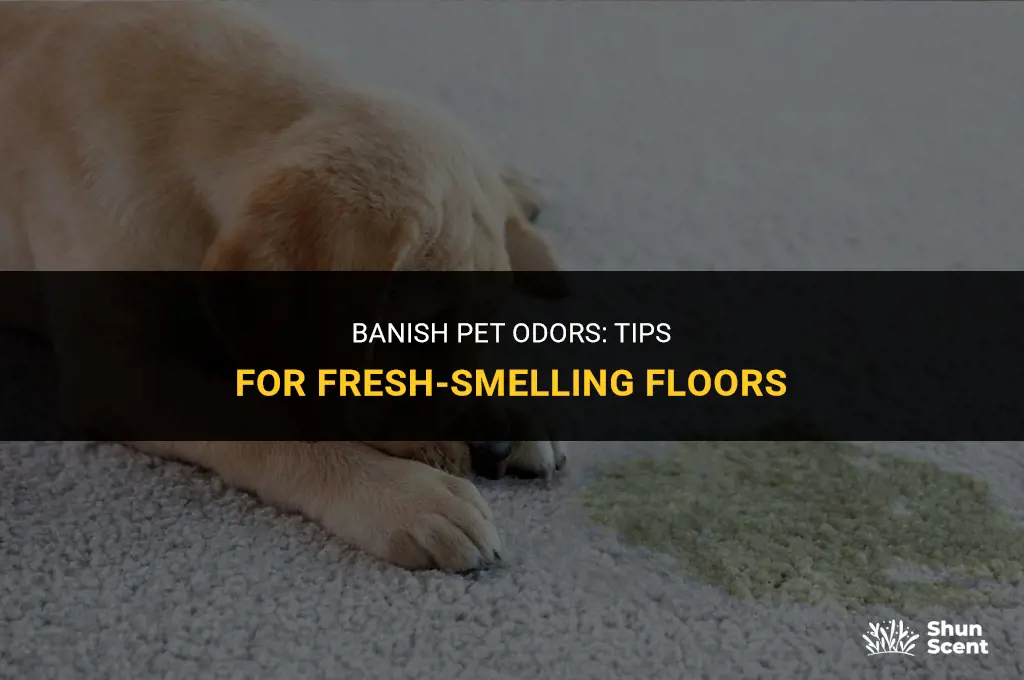 how to prevent floors from smelling like dog