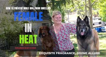 Managing Canine Behavior: Tips to Prevent Male Dogs from Detecting Females in Heat