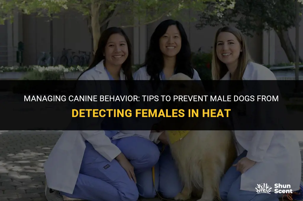 how to prevent male dog from smelling female in heat
