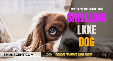 Freshen Up Your Space: Tips to Eliminate Dog Odor from Rooms