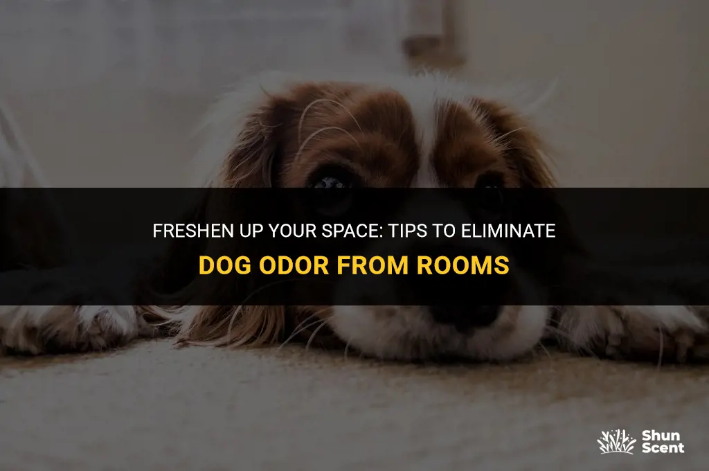 how to prevent room from smelling lkke dog
