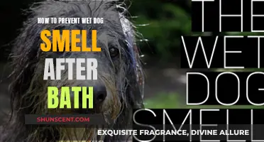 Banishing Wet Dog Smell: Post-Bath Tips for a Fresh Canine Companion