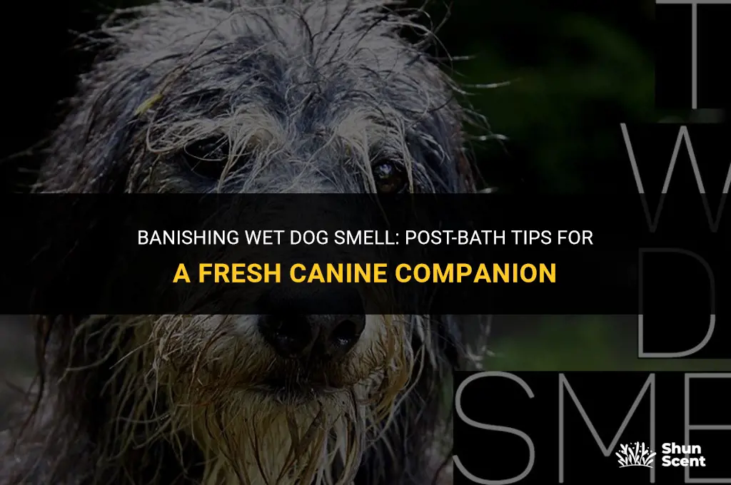 how to prevent wet dog smell after bath