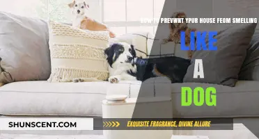 Freshen Up Your Home: Tips to Eliminate Dog Odors